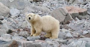 Meet April Dutheil: Research takes Arts undergrad to the high Arctic