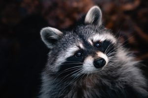 The future belongs to raccoons: Interview with Dr. Daniel Heath Justice