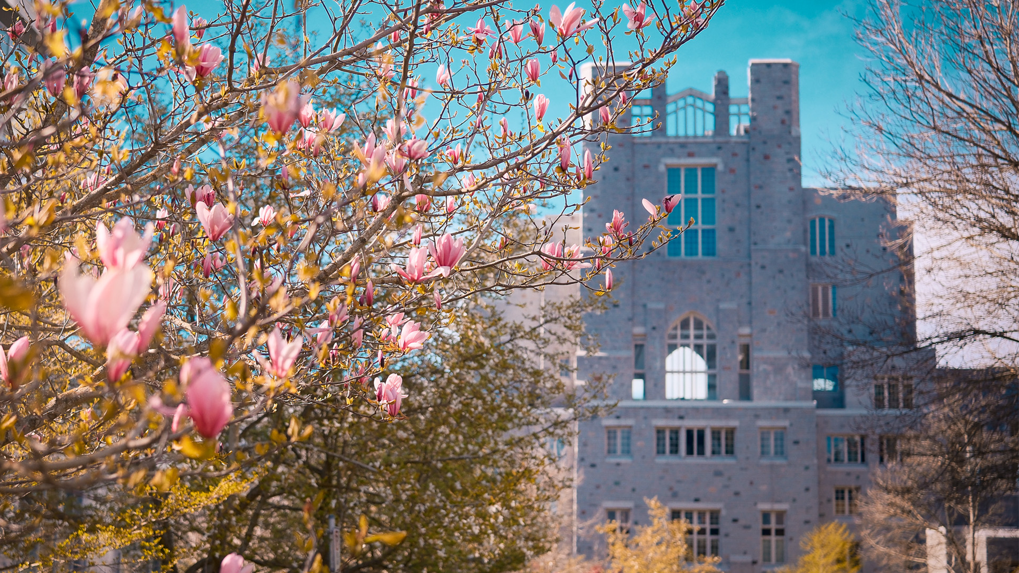 Pink magnolia tree at the foreground with the Vancouver School of Economics exterior blurred in the background